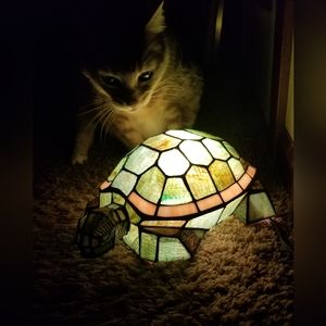 Winnie Kitty meets Mr. Turt